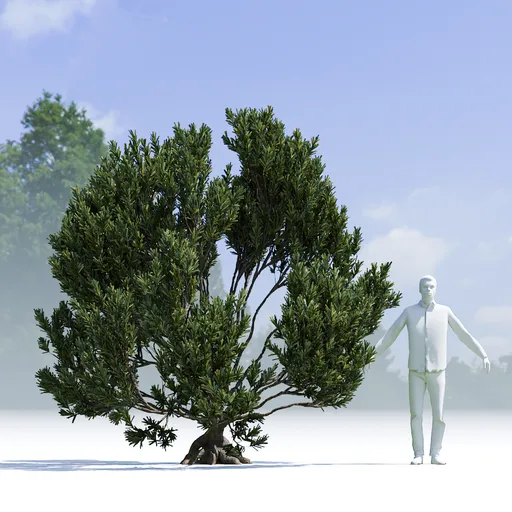 Tree Mugo Pine