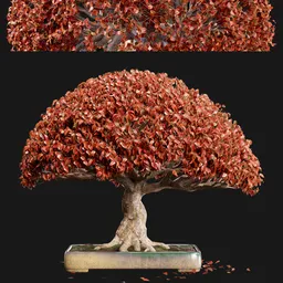 Deciduous bonsai tree