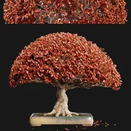 Deciduous bonsai tree