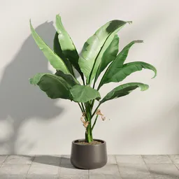Potted Banana Leaf Plant