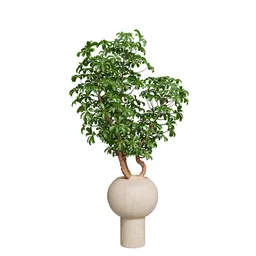 Schefflera Arboricola Umbrella