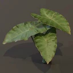Elephant Ear Taro Plant Tiny Var