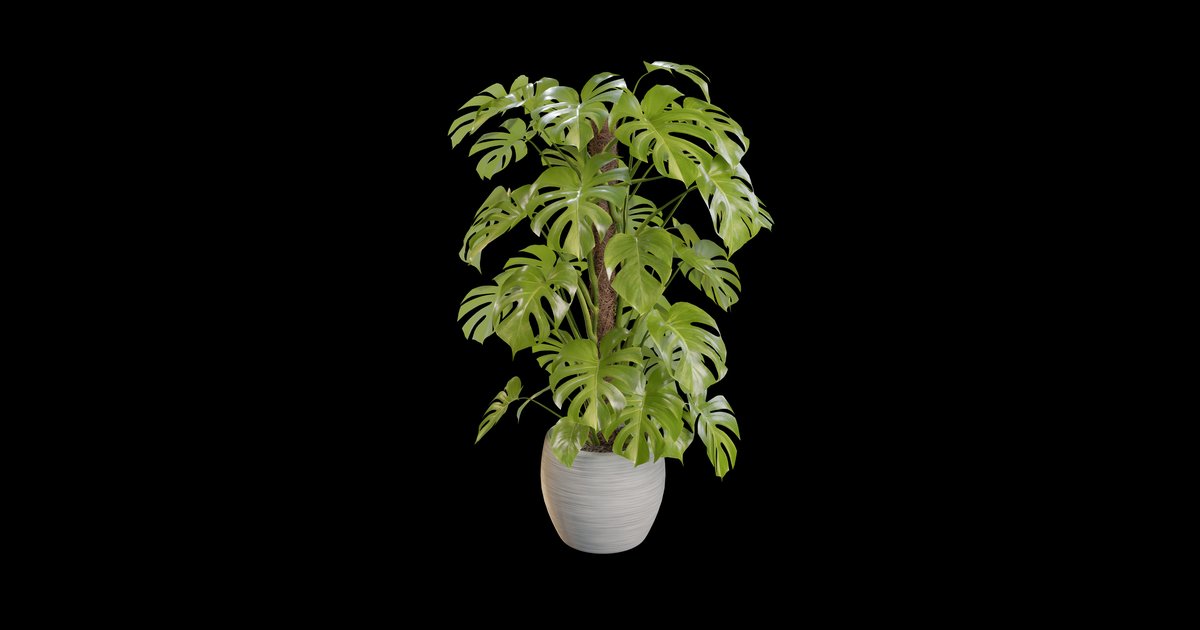 Monstera plant | FREE Blender 3D Models – 89 Free Downloads | Blendkit