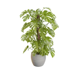 "Realistic Monstera plant 3D model for Blender 3D software. Features overgrown greenery, large leaves, and potted palm trees for a lifelike look. Created by Ma Quan and Mārtiņš Krūmiņš."