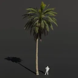 Palm Tree Medium Dense