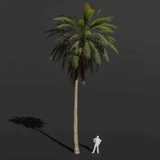 Palm Tree Medium Dense