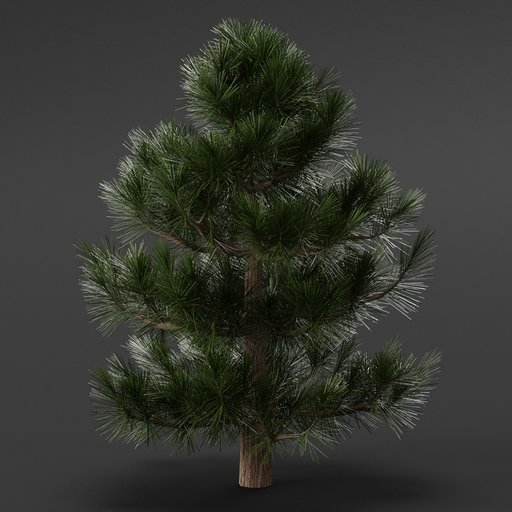 Pine Tree