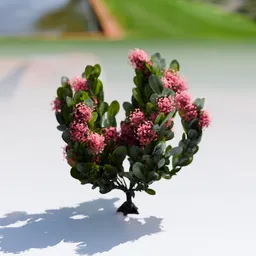 Plant Skimia Japonica