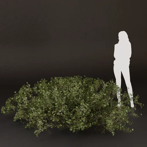 SJ-Light Green Shade Bush