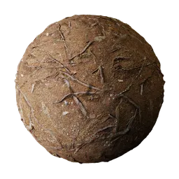 Forest Ground Tree Roots