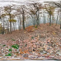 Cloudy forest