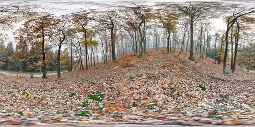 Cloudy forest