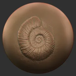 ER_Fossil Brush-ammonites