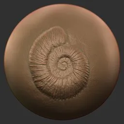 ER_Fossil Brush-ammonites