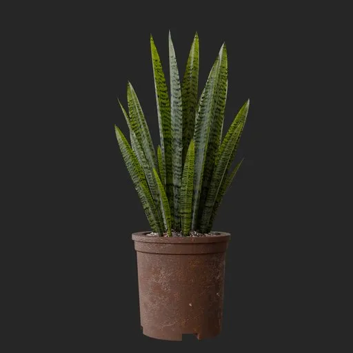 Snake Plant