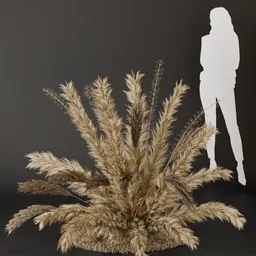 SJ- Pampas Cozy Corner Bush