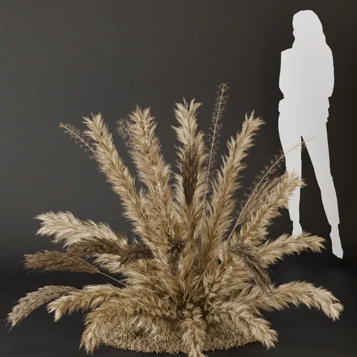 SJ- Pampas Cozy Corner Bush
