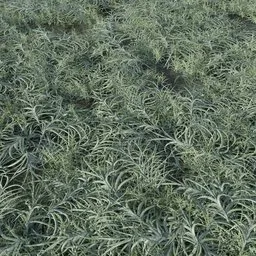 Grass Small Fallen