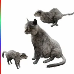 Tabby Cat Animated