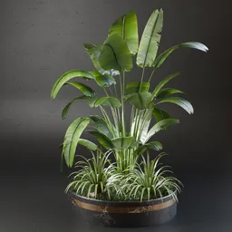 Detailed Blender 3D tropical plant model featuring Strelitzia reginae and banana tree, perfect for indoor scene enhancing.