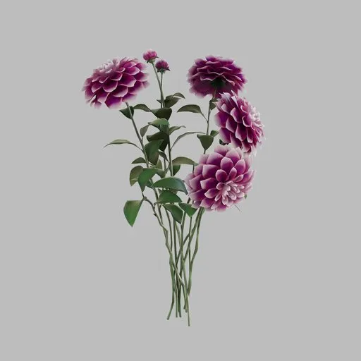Dahlia Edinburgh