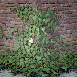 Realistic 3D model of climbing ivy for scenic game development, compatible with Blender 3D, featuring lifelike textures.
