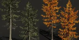 Realistic 3D model of a European Larch with green and autumnal orange foliage adjustable in Blender.