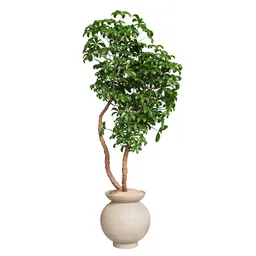 Schefflera Arboricola Umbrella