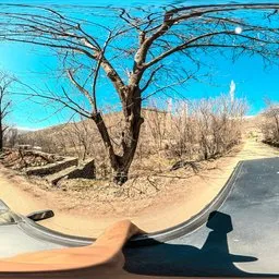 Mountain Road Through Woodland