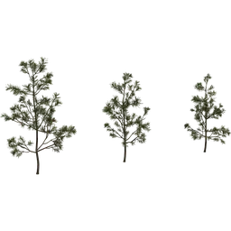 Pine Sapling Small