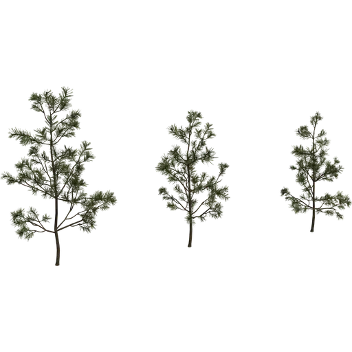 Pine Sapling Small