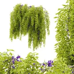 flower hanging wall plant AQ