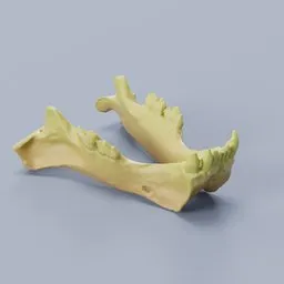 Wild Boar Jawbone