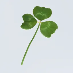 White Clover Leaves