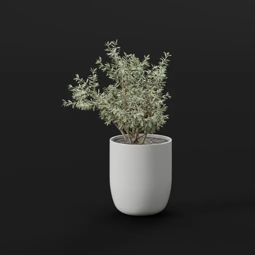 Olive Tree