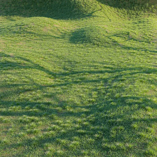 Grass