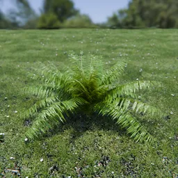 Hard Fern