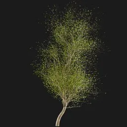 Deciduous Tree