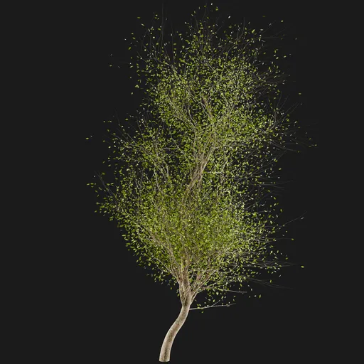 Deciduous Tree
