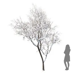 Fruit Tree - Prunus Salicina Plum