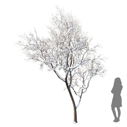 Fruit Tree - Prunus Salicina Plum