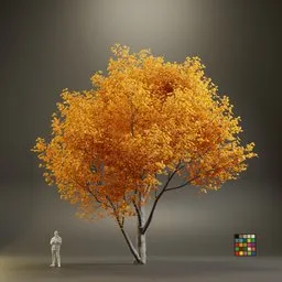 European Maple Acer Platanoide