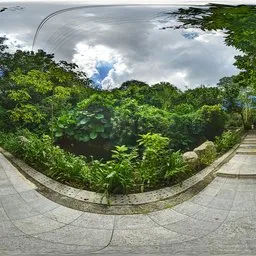 Cloudy forest during the day