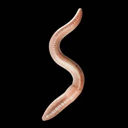 Realistic Worm