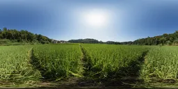 Daytime farmland 16k