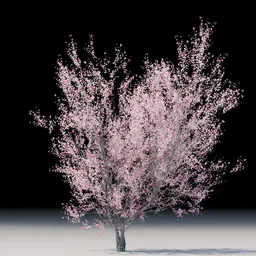 Tree Cercis Canadensis