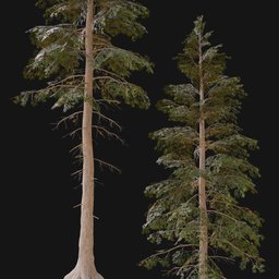 Norway Spruce Tree MED 01