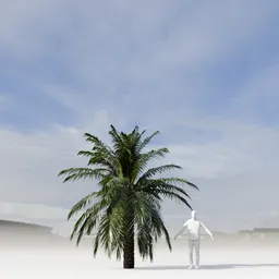 Dactylifera Palm Tree