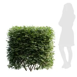 Realistic 3D bush model with 4K textures, ideal for Blender, showcasing clean quad mesh topology.