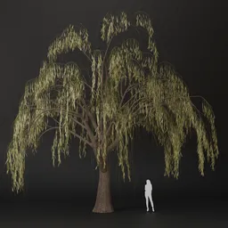 SJ-Echo of Branches